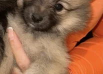 Puppy 3