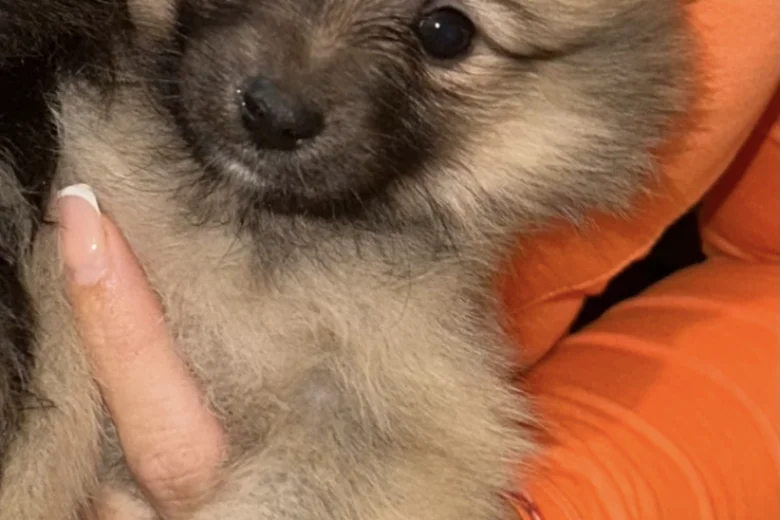 Pomeranian