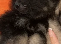 Puppy 4