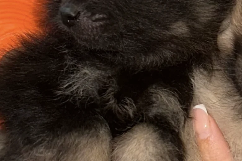 Pomeranian