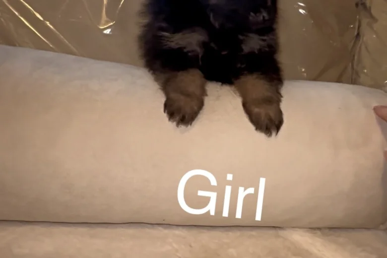Pomeranian
