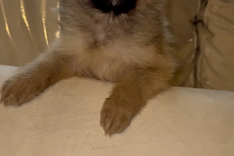 Pomeranian