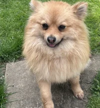 Teddy