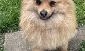 Pomeranian