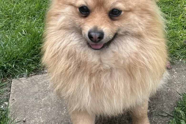 Pomeranian