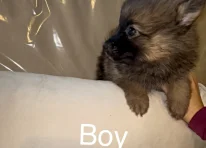 Puppy 1