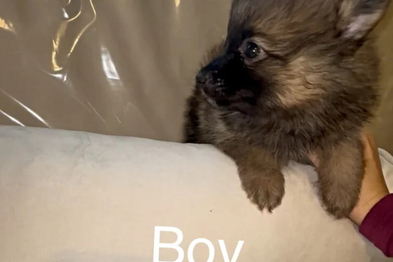 Pomeranian