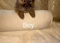 Puppy 2