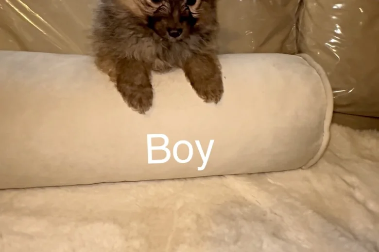 Pomeranian