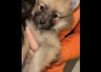 Puppy 3