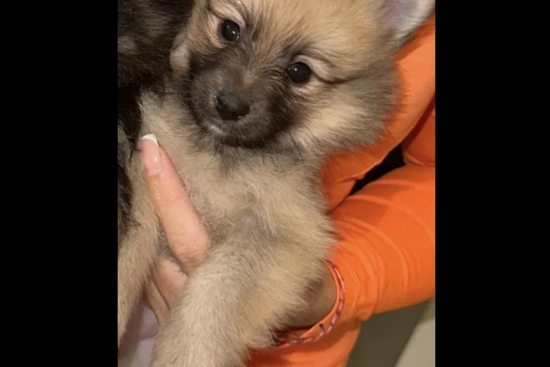 Pomeranian