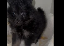 Puppy 4