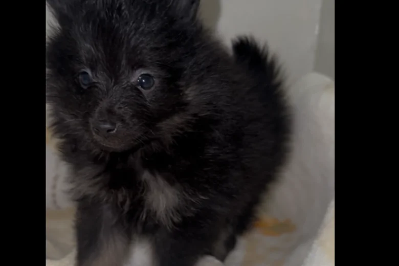 Pomeranian