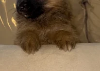 Puppy 5