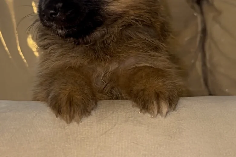 Pomeranian