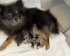 Pomeranian