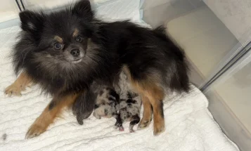 Pomeranian
