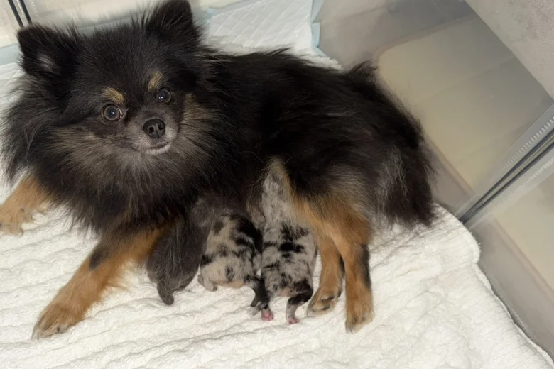 Pomeranian