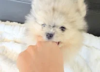 Puppy 1