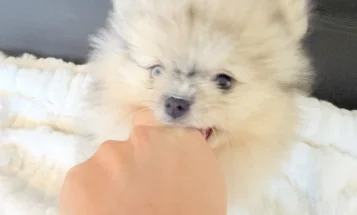 Pomeranian