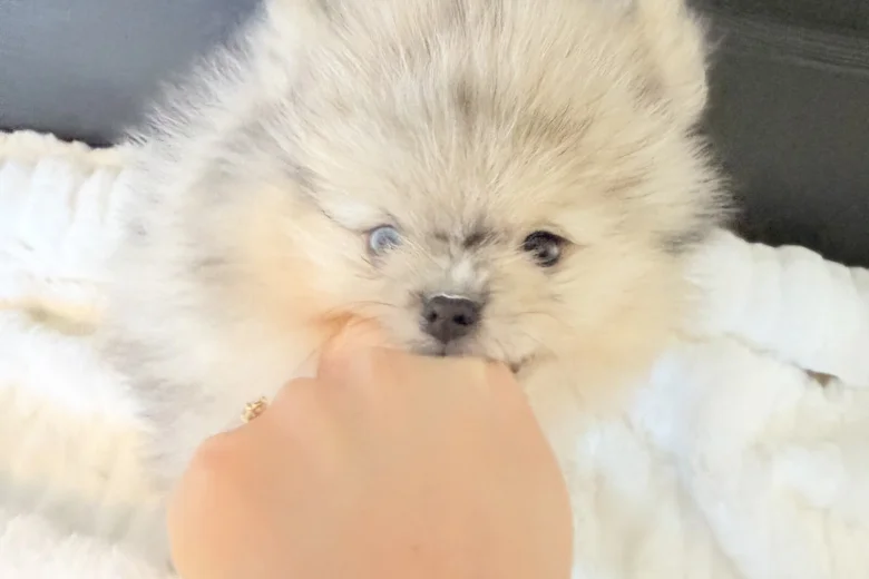 Pomeranian