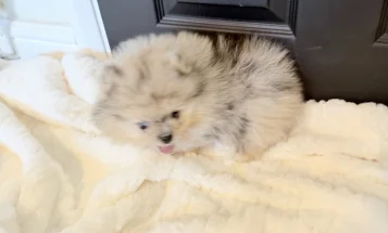 Pomeranian