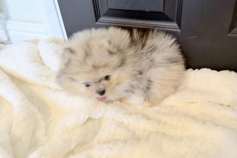 Pomeranian