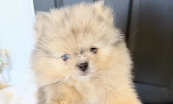 Pomeranian
