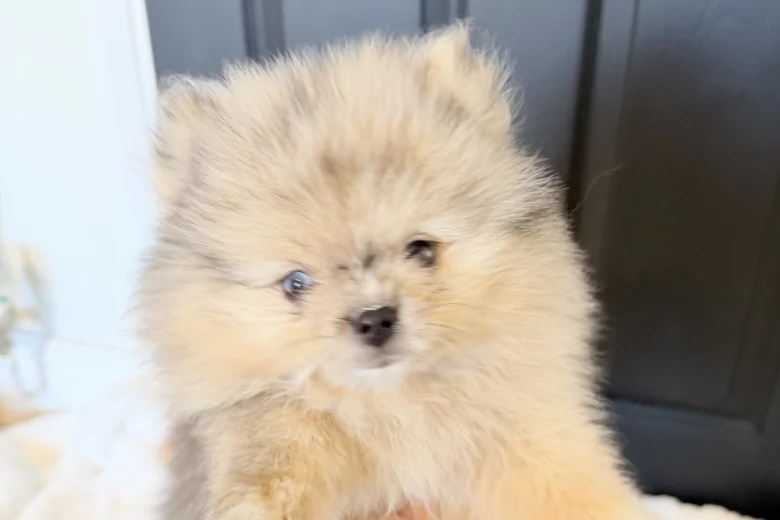 Pomeranian