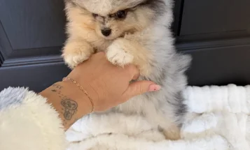 Pomeranian