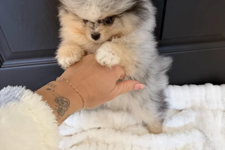 Pomeranian