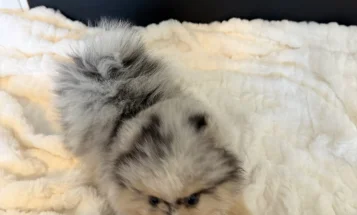 Pomeranian