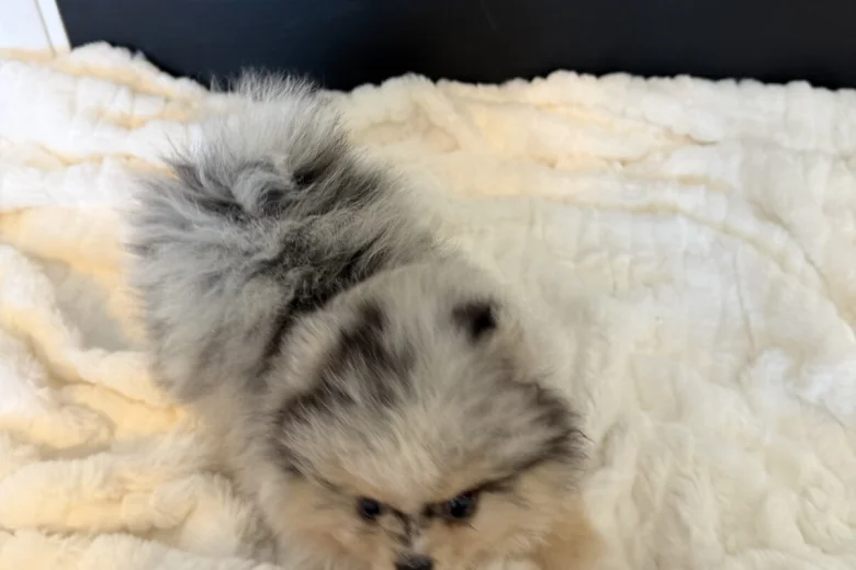 Pomeranian