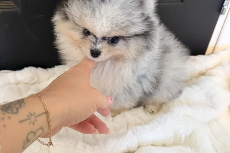 Pomeranian