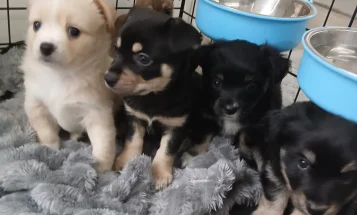 Pomsky