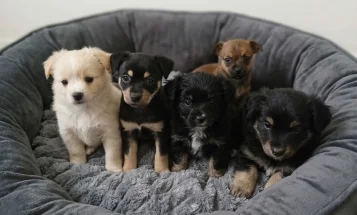 Pomsky