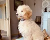 Poodle