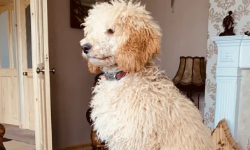 Poodle