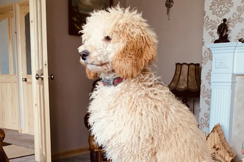 Poodle
