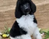 Poodle