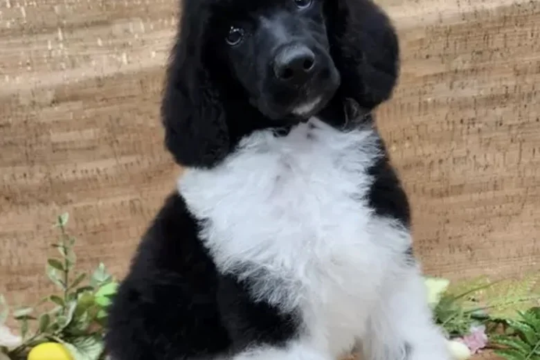 Poodle