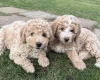 Poodle