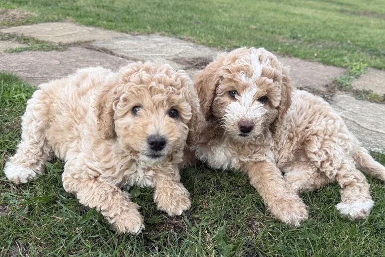 Poodle