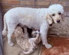 Poodle
