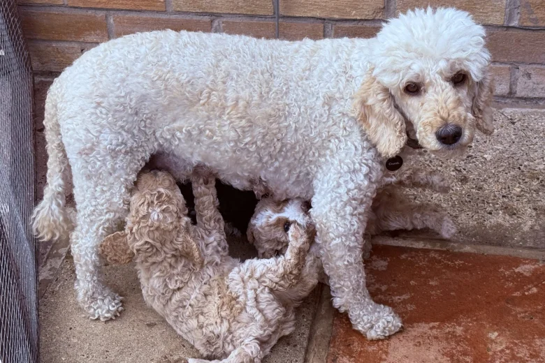 Poodle