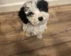 Poodle