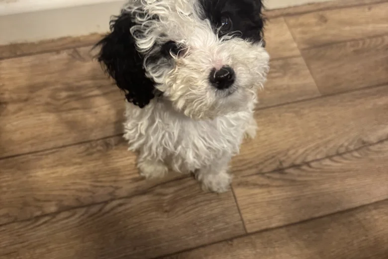 Poodle