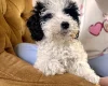 Poodle