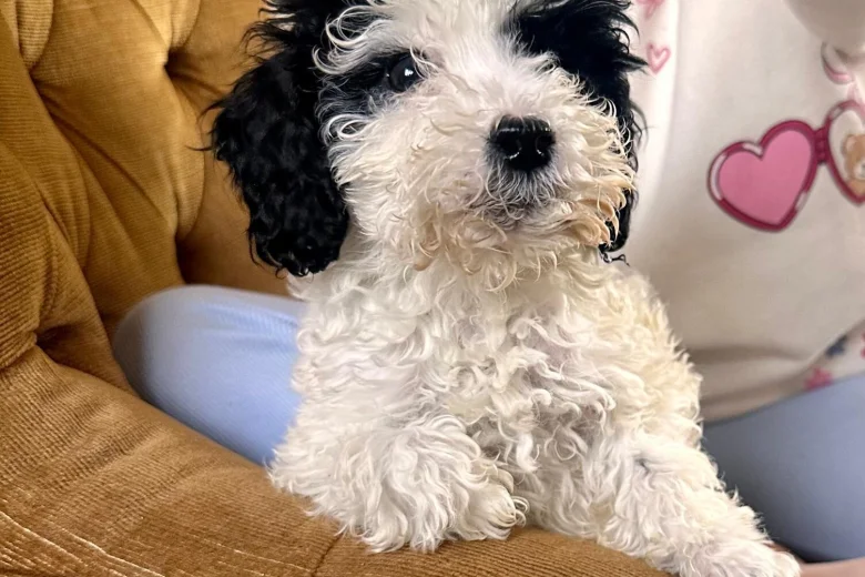 Poodle