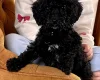 Poodle